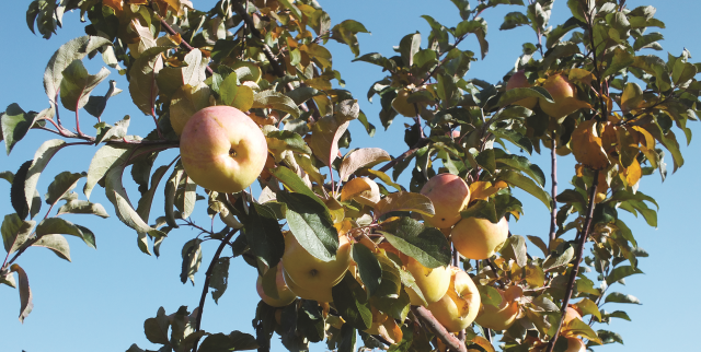 Построение системы защиты  яблонь от вредителей