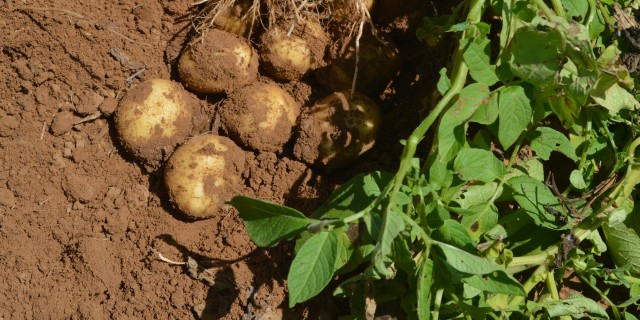 Corteva Agriscience  показала эффективность  защиты картофеля
