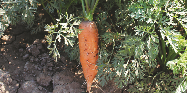 Испытание системы защиты моркови столовой в Волгоградской области