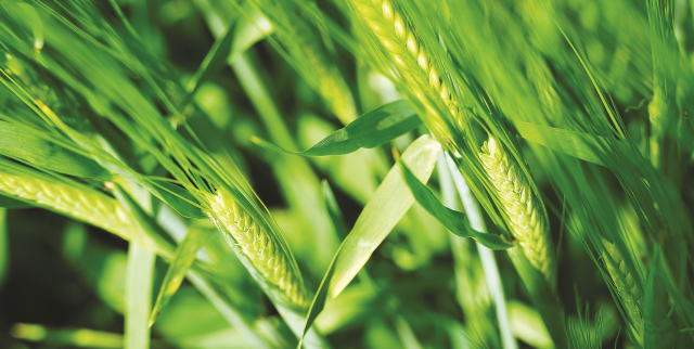 Деларо®: зерновые культуры под надежной защитой