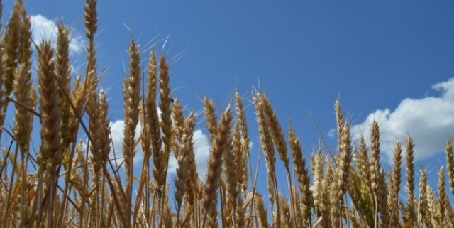 Технология защиты озимой  пшеницы