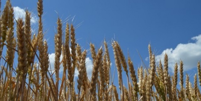Всходам пшеницы ничто не угрожает