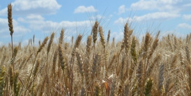 Corteva Agriscience расширяет портфель фунгицидов для зерновых