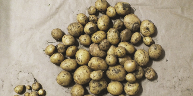 Влияние фунгицидов и удобрений на продуктивность картофеля