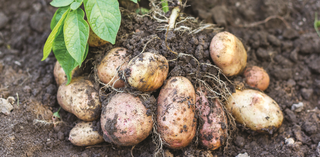 Кагатник - первый экологичный фунгицид для картофеля