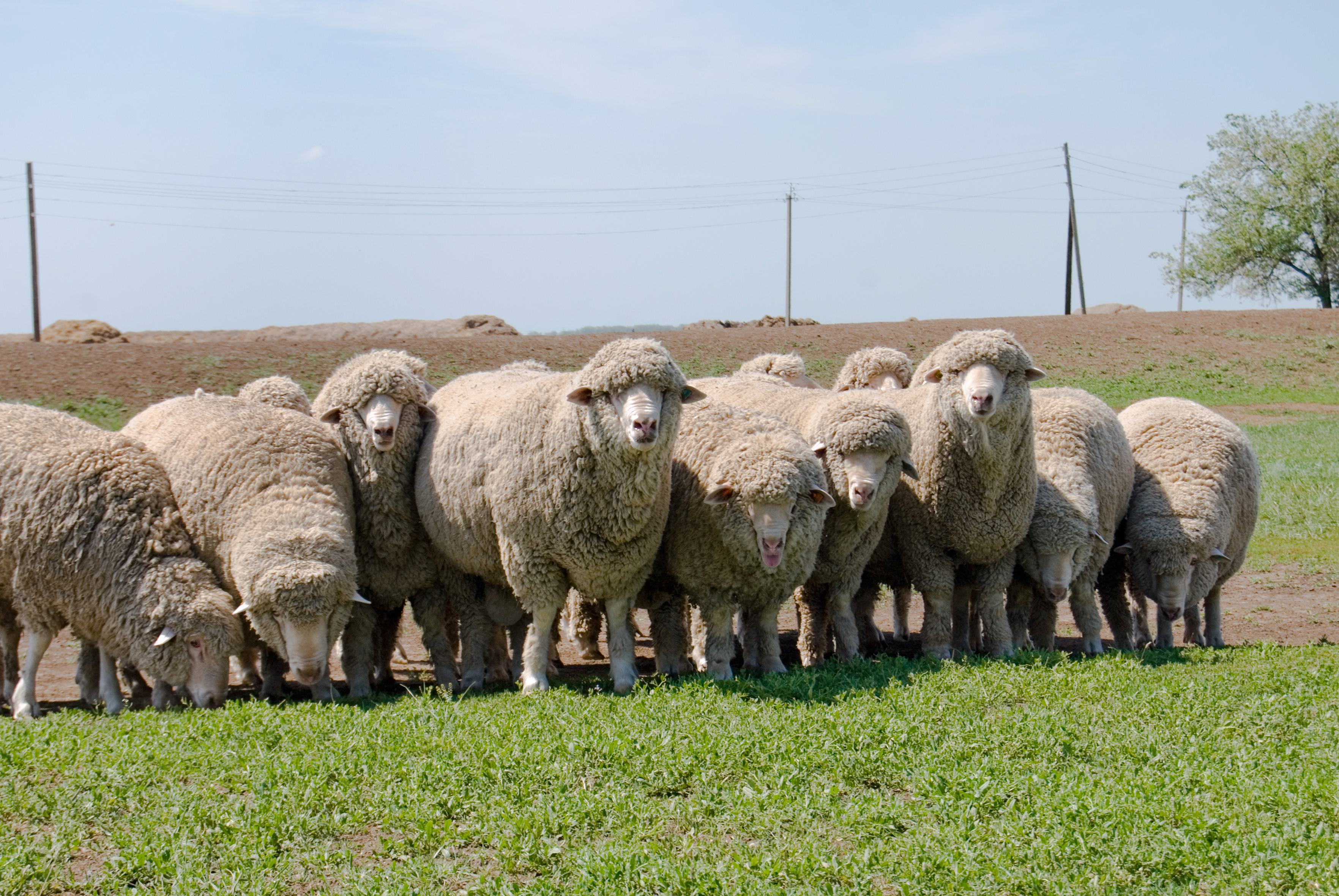 Волгоградская тонкорунная порода овец